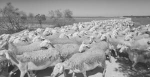 ovejas pastando para los mejores quesos de toledo